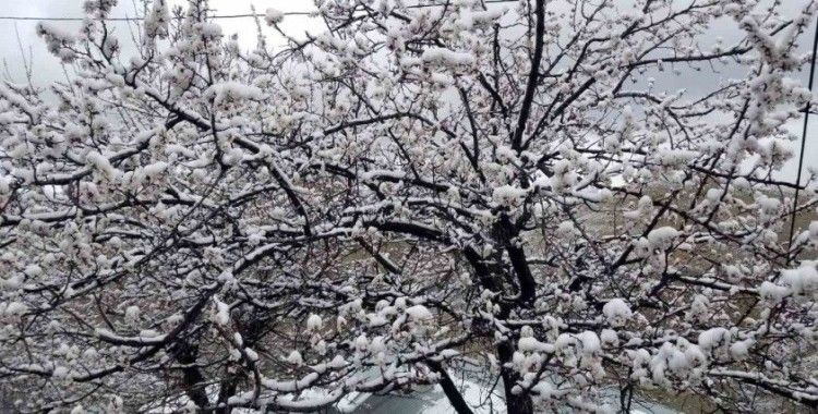 Erzincan’da çiçek açan meyve ağaçlarını don vurdu
