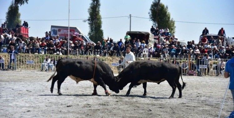 İncirliova’da pehlivan boğalar arenaya çıktı
