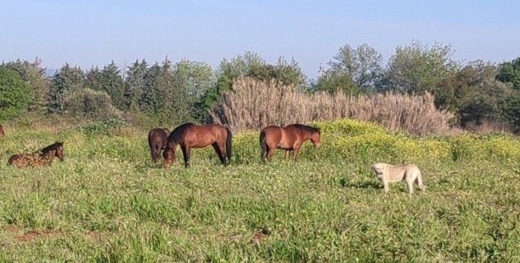 Yılkı atları Manisa’nın yeni sokak hayvanları oldu
