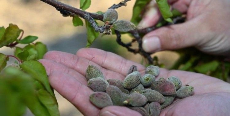 Bursa’da zirai donun faturası ağır olacak
