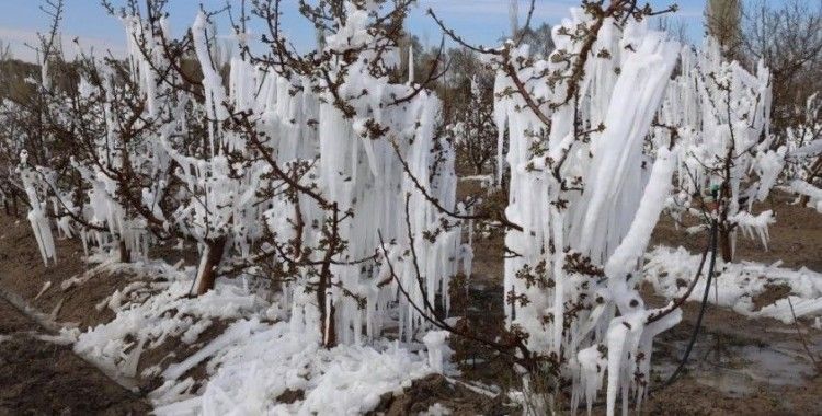 Zirai don Konya’da pancarı ve meyveleri vurdu
