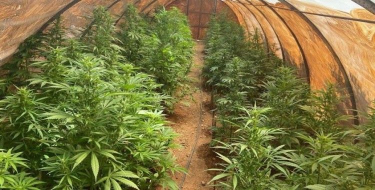 Uyuşturucu üretimi için sera kurmuş: Şüpheli yakalandı
