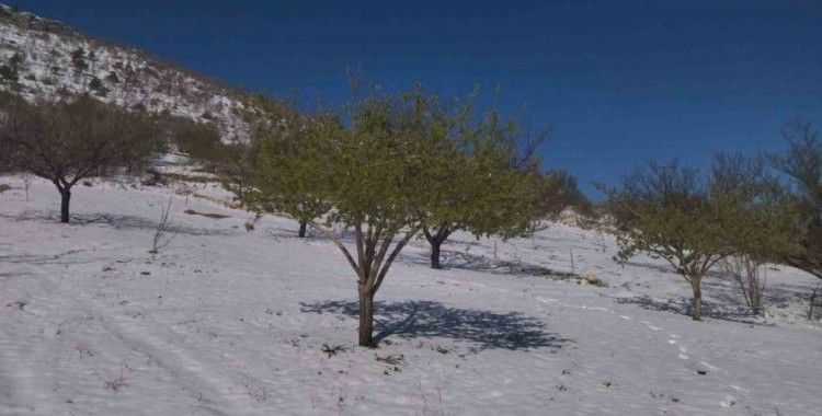 Ziraat Yüksek Mühendisi Yüce’den zirai don sonrası çiftçilere uyarı
