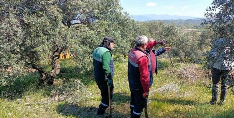 Karacasu Belediyesi’nden zeytin ağaçlarına bahar bakımı
