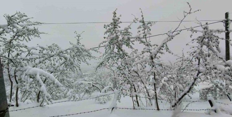 Ordu’da fındığı don vurdu: Rekolte yüzde 50’nin altına düşebilir
