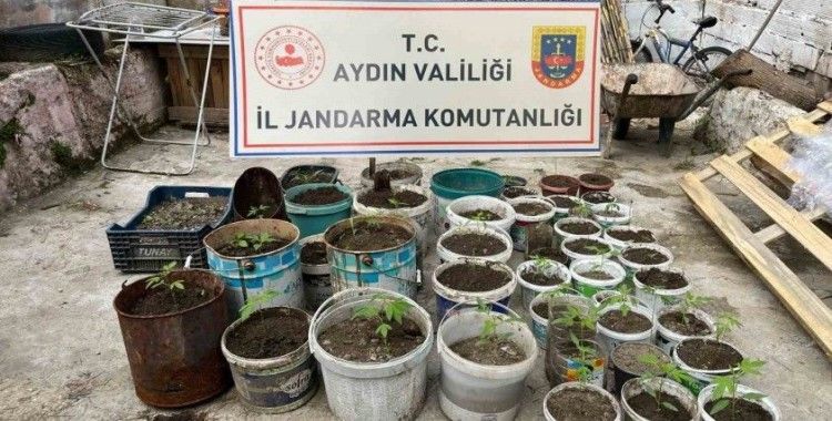 Saksıya ektiği 82 kenevir ile yakalandı