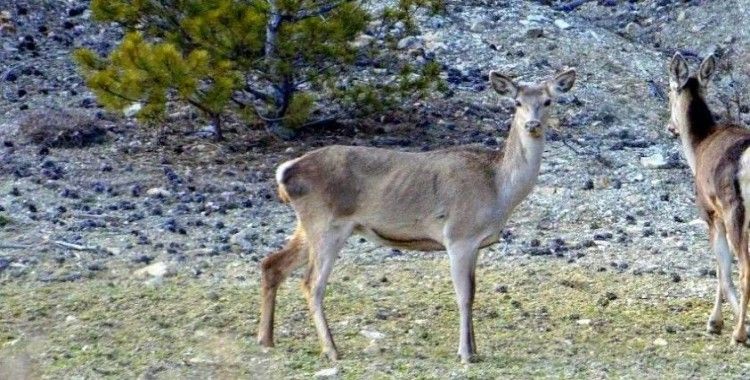 Erzincan’da iki kızıl geyik havadan görüntülendi
