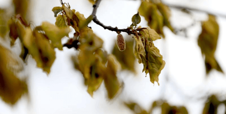 Bakan Yumaklı: Sigortası bulunmayan üreticilerimiz için de desteğimiz olacak