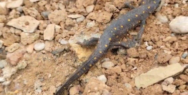 Türkiye’de ilk defa Tunceli’de görülmüştü: Tekrar ortaya çıktı