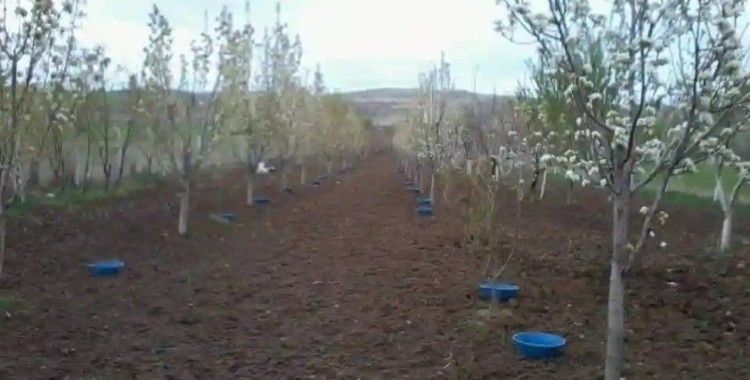 Erzincan’da meyve bahçelerinde baklazınnı mücadelesi