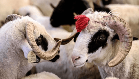 2025 kurban kesim bedeli belli oldu: Yurt içi ve yurt dışı vekaletle kurban kesim bedeli ne kadar, kaç TL?