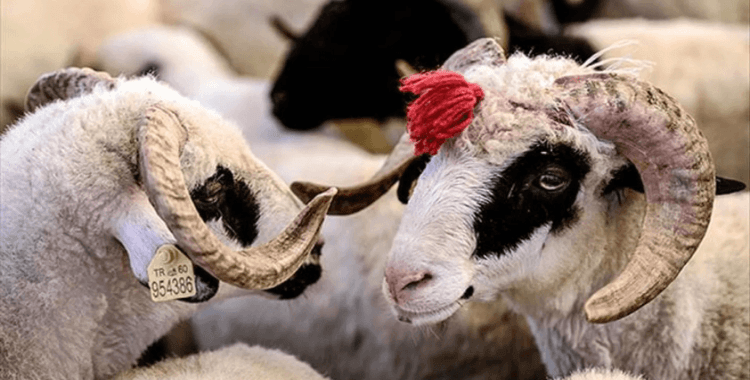 2025 kurban kesim bedeli belli oldu: Yurt içi ve yurt dışı vekaletle kurban kesim bedeli ne kadar, kaç TL?