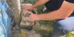 Kafasına bidon sıkışan yavru köpeğin yardımına itfaiye yetişti
