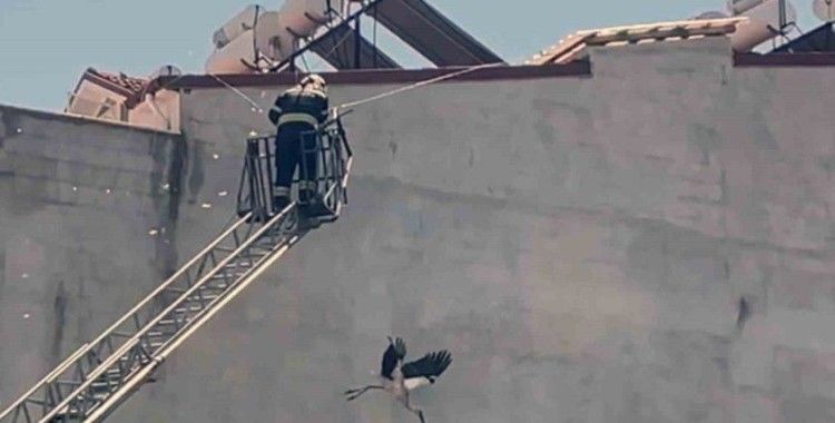 Kabloya dolanan Leyleği itfaiye ekipleri kurtardı
