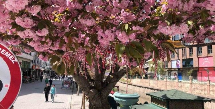 Süs erik ağacına ’Martenitsa’ bağlandı
