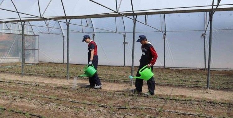 Okul bahçesinde kurulan serada öğretmen ve öğrenciler kuşkonmaz yetiştirecek
