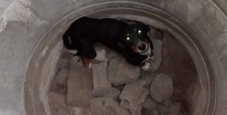 Erzin’de kuyuya düşen köpeği itfaiye kurtardı
