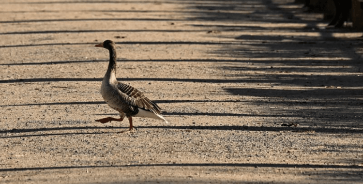 Kanada ordusunda kaz alarmı: Karargahı istila ettiler
