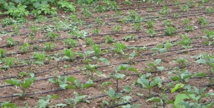 Tarımsal sulamada "kamu spotu" önerisi
