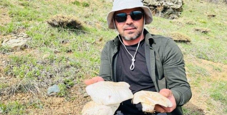 2 bin rakımın üzerinde yetişen mantarları topluyorlar
