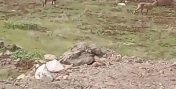 Elazığ’da dağ keçileri görüldü
