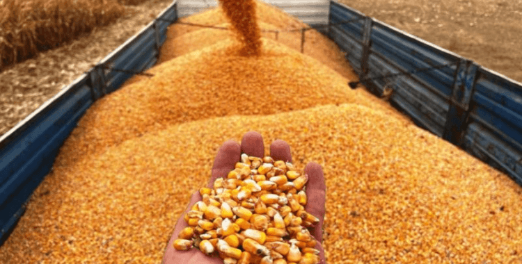 Mısır ithalatı için 1 milyon tonluk tarife kontenjanı açıldı