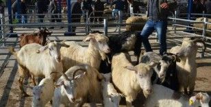 Balıkesir’de şap alarmı: 15 mahalle karantinaya alındı
