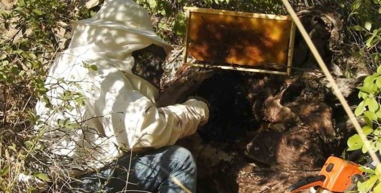 "Dünyanın en tatlı işi" bal avcıları
