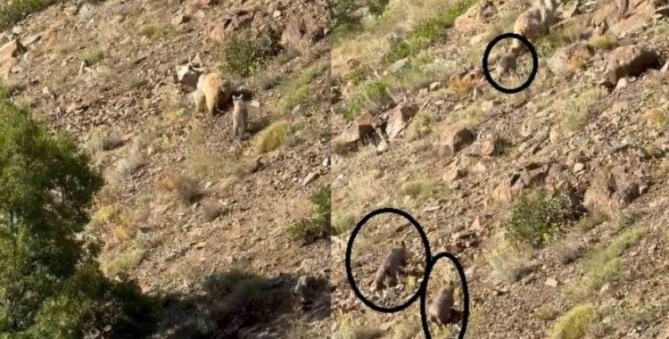 Erzincan’da anne ayı ve 3 yavrusu görüntülendi
