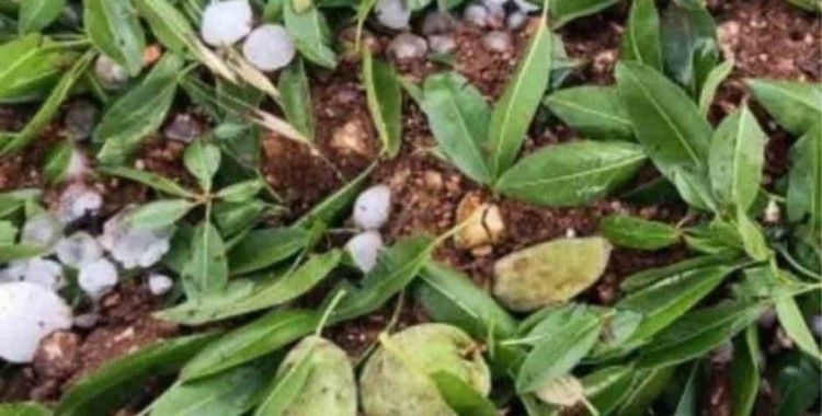 Adıyaman’da ceviz büyüklüğündeki dolu yağışı badem bahçelerine zarar verdi
