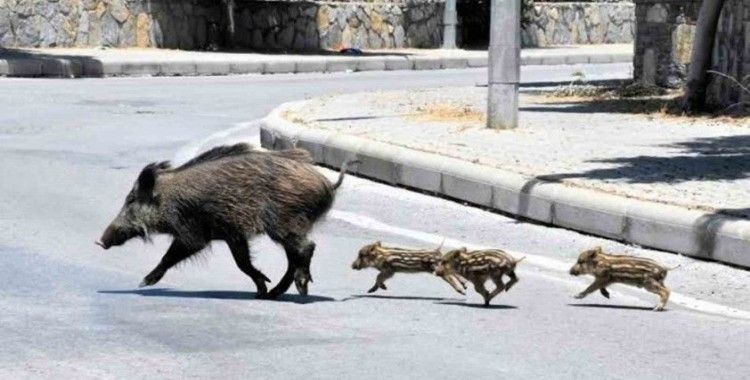 Muğla’da yaban domuzlarıyla mücadele kararı
