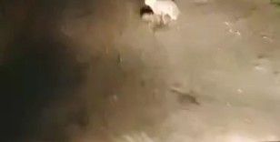 Korkmadı, kaçmadı... "Ana yüreği korku tanımaz"
