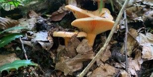 Mantar zehirlenmelerine dikkat
