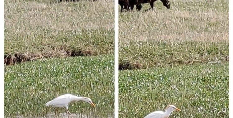 Nadir görülen sığır balıkçılı Diyadin’de
