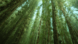 Uzmanı uyardı: Bilinçsizce toplanan bir ot, şifa değil zehir olabilir