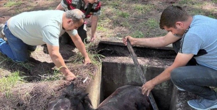 Çukura düşen yabani at kurtarılarak doğaya salındı
