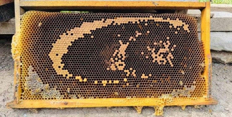 Bal arıları petekte ’ay yıldızlı’ bayrağı andıran görsel oluşturdu
