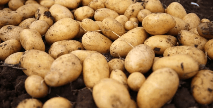 Türkiye'ye gelen 2 bin ton patates virüslü çıktı, geri gönderildi