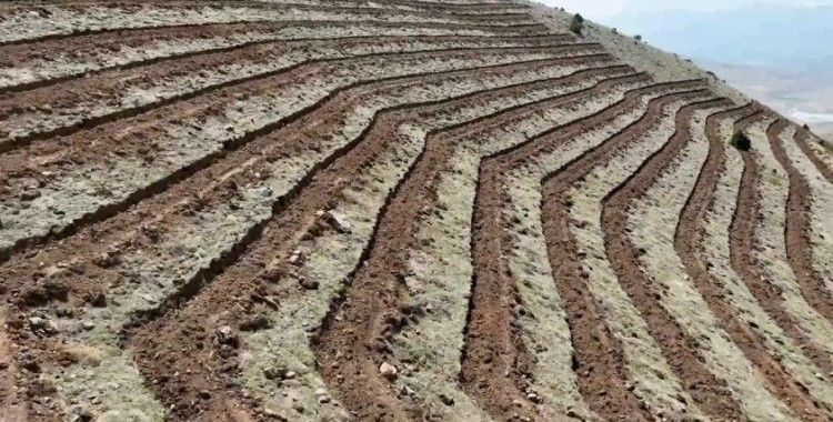 Niğde’nin Himmetli Köyü’nde 100 hektarlık alanda ağaçlandırma yapılacak
