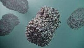 Maymun çiçeği geri geldi: Bir haftada rekor vaka sayısı açıklandı