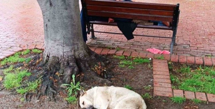Köpeğin sadakati: Bankta uyuyan adamı yalnız bırakmadı
