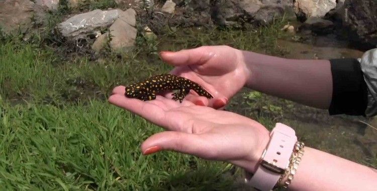 Siirt’te nesli tükenme tehlikesi altında olan benekli semender görüntülendi
