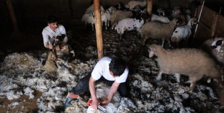 Erzincan’da kuzu kırkım sezonu başladı
