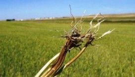 Buğday üreticilerine uyarı: Kök ve kökboğazı çürüklüğüne dikkat
