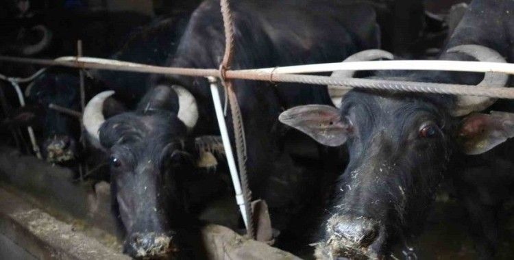 Bayburt’tan İstanbul’a hayvan sevki 20 Mayıs’ta başlıyor
