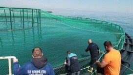 Trabzon’da denizdeki balık kafeslerine denetim
