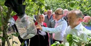 Kahverengi Kokarca için 145 tuzak asıldı
