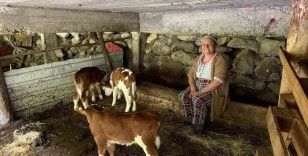 Artvin’de bir inek dördüz doğurdu, aile büyük sevinç yaşadı
