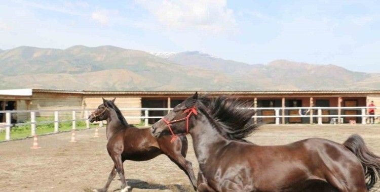 Koçaker, atlı spor kulübünde incelemelerde bulundu
