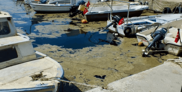 Bakan Kurum'dan belediyelere 'müsilaj' uyarısı